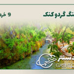 تنگ‌گردو کنک